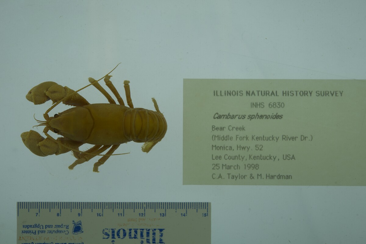 Cambarus sphenoides image